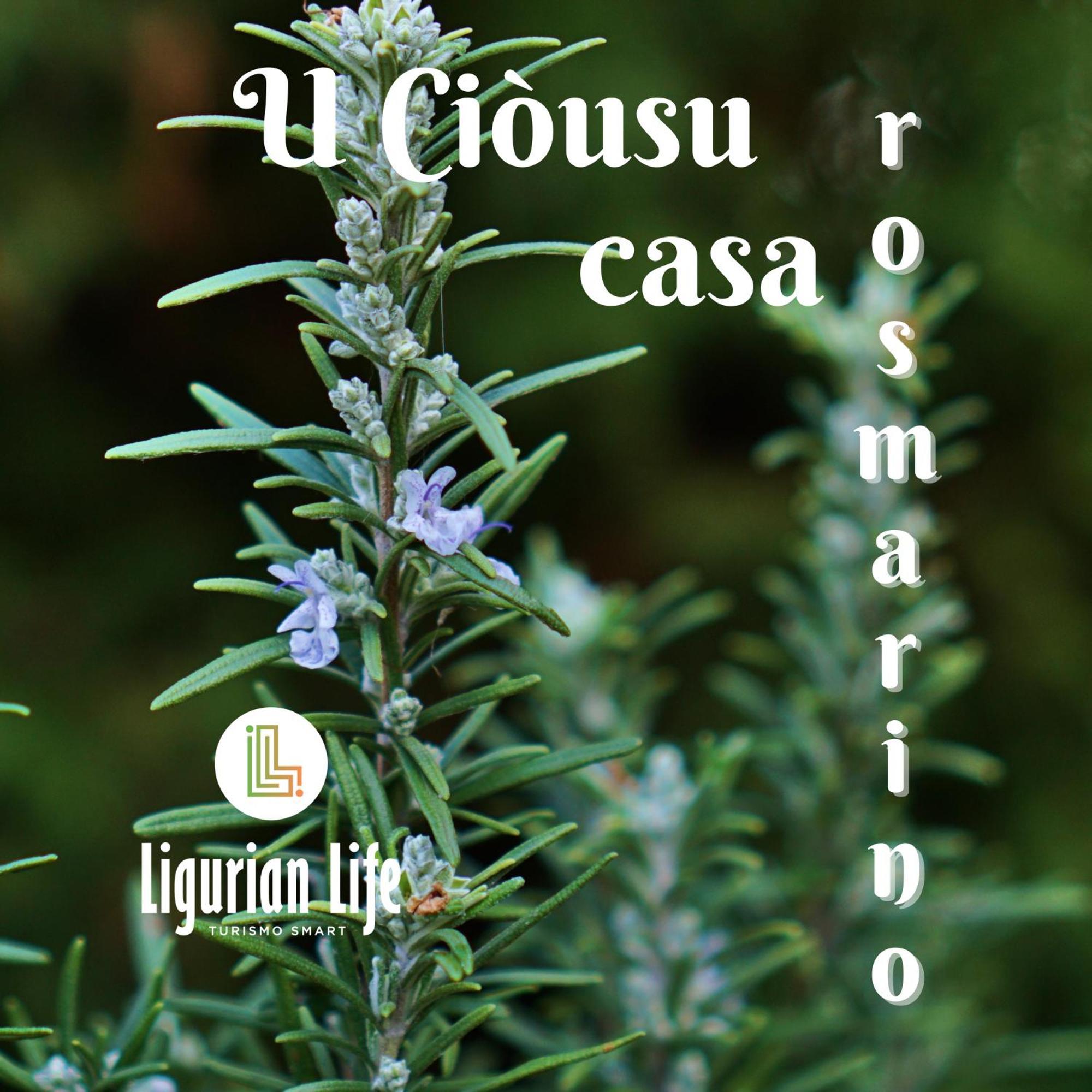 U Ciousu By Ligurian Life Appartamenti In Agriturismo Vallebona Rum bild